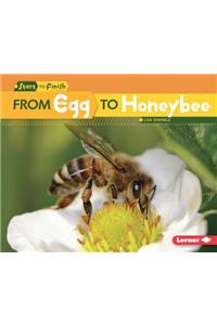 From Egg to Honeybee