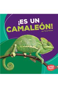 ¡Es Un Camaleón! (It's a Chameleon!)