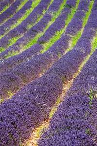 Field of Lavender in Provence, France Flower Journal