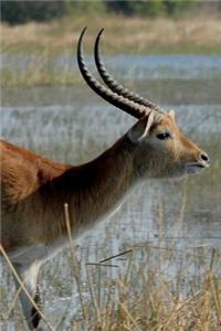 Sitatunga Portrait Journal
