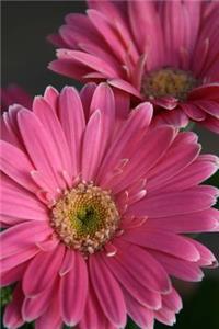 Pink Gerbera Daisy Journal