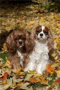 Cavalier King Charles Spaniel