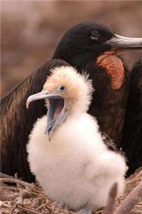 An Adorable Baby Frigate Bird on the Galapagos Islands Journal