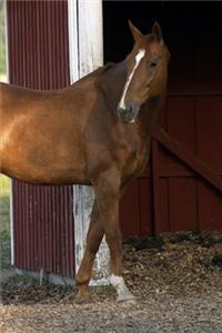 2020 Weekly Planner Horse Photo Equine Standing Chestnut 134 Pages