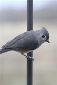 Tufted Titmouse (Parus Bicolor) Bird Journal: 150 Page Lined Notebook/Diary