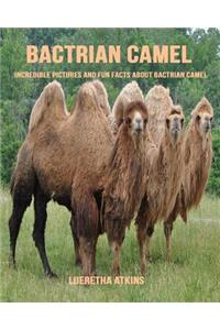 Bactrian Camel