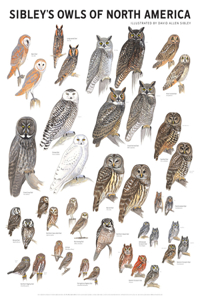 Sibley's Owls of North America Wall Poster