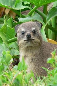 A Cute Little Hyrax in the Woods Journal