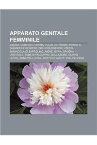 Apparato Genitale Femminile