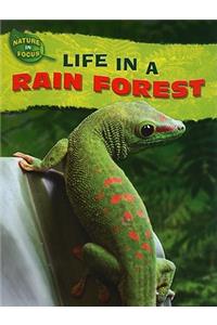 Life in a Rain Forest