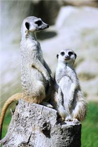 Two Meerkats in the Sun Journal