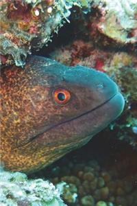 The Yellow-Margined Moray Journal