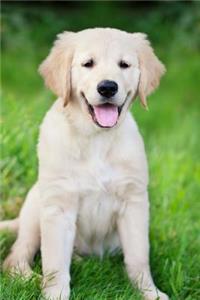 Golden Retriever Portrait Dog Journal