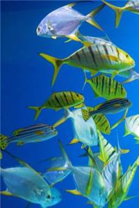 School of Fish in an Aquarium Journal