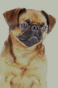 Brussels Griffon: Artified Pets Journal/Notebook/Diary 160 Pages