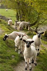 Oh So Cute Spring Lambs in Cambria Lake District England Journal