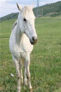 Equine Journal Lone White Horse