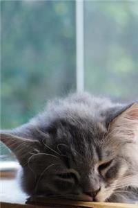 Fluffy Gray Kitten Taking a Nap Journal