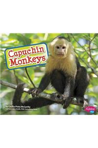 Capuchin Monkeys