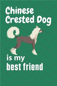 Chinese Crested is my best friend