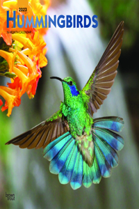 Hummingbirds 2023 Square Foil