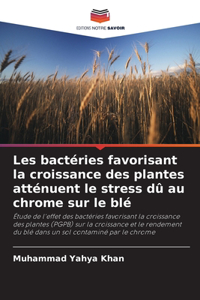 Les bactéries favorisant la croissance des plantes atténuent le stress dû au chrome sur le blé