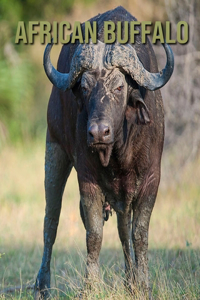 African Buffalo