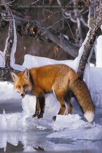 Essentials of Ecology