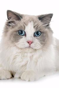 Ragdoll