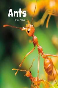 Ants