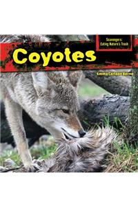 Coyotes