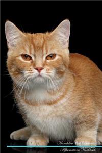 Munchkin Cat Affirmations Workbook Munchkin Cat Presents