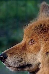 Portrait of an Australian Dingo Journal