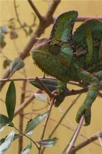 Veiled Chameleon Journal