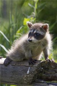 Baby Raccoon Explores the Wilderness Journal