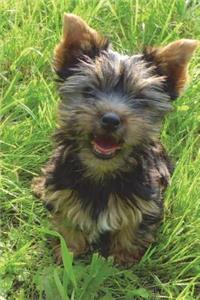 Yorkshire Terrier Puppy Journal