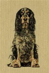 English Springer Spaniel