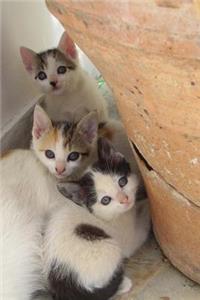 Three Darling Kittens Journal