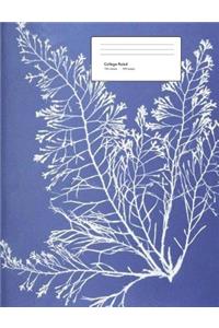 Algae Composition Book