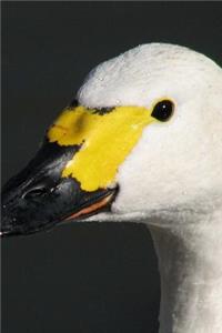 Head of a Bewick's Swan Journal: Take Notes, Write Down Memories in this 150 Page Lined Journal