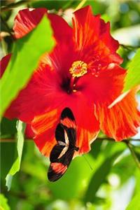 Heliconius Melpomene Postman Butterfly on a Red Hibiscus Flower Journal