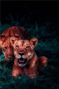 Lions Notebook