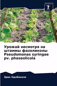 Урожай несмотря на штаммы фазоликолы Pseudomonas syringae pv. ph