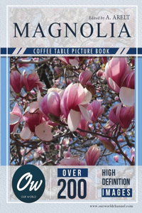 Magnolie