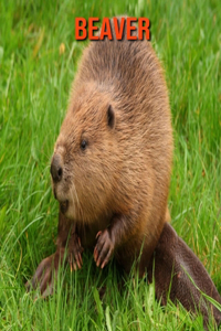 Beaver