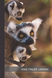 Ring - Tailed Lemurs