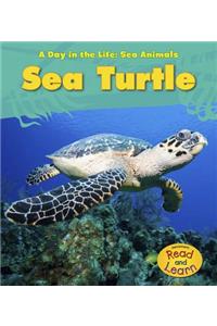 Sea Turtle
