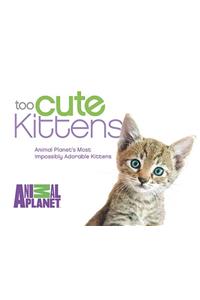 Too Cute Kittens