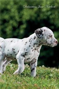 Dalmatian June Notebook Dalmatian Record, Log, Diary, Special Memories, to Do List, Academic Notepad, Scrapbook & More