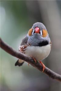 Zebra Finch Bird Journal: 150 Page Lined Notebook/Diary